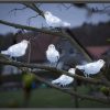 Konstsmide Oiseaux Lumineux Et Animaux Lumineux | 5 Oiseaux Lumineux Led